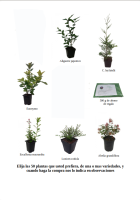 oferta 50 plantas de seto (14)